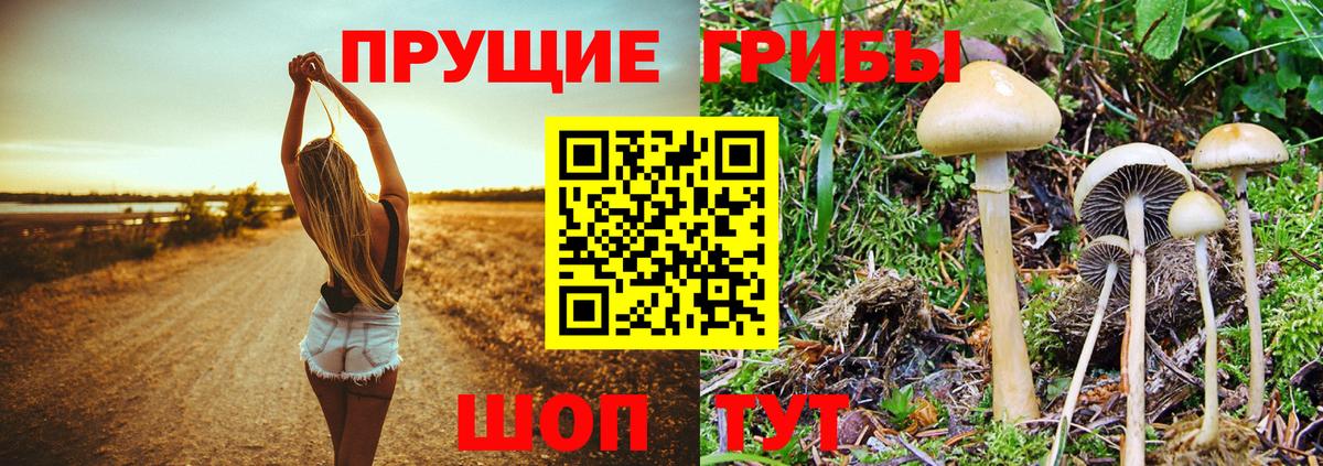 Шатура  Псилоцибиновые грибы Cubensis  Вход с VPN 